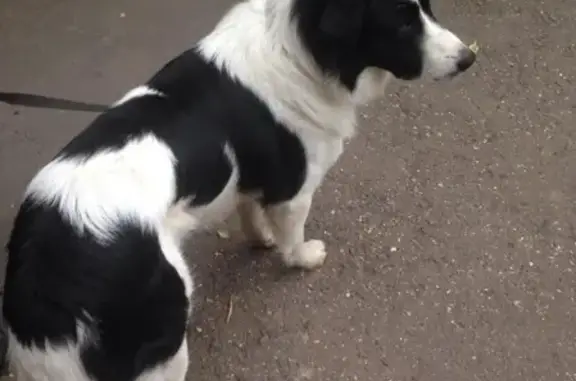Найден бело-черный мальчик-собака в Видном, ищут новых хозяев!