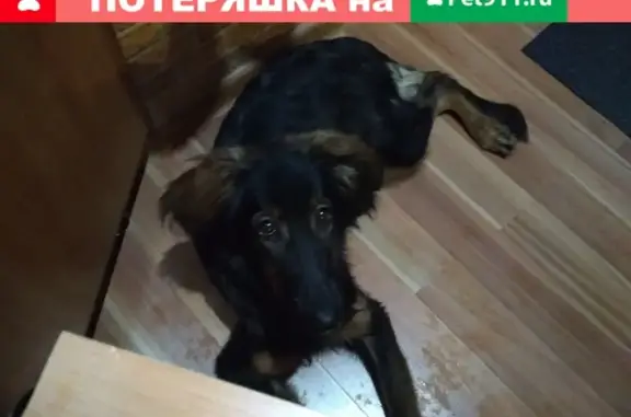 Собака найдена в Кирове, район ТЦ 