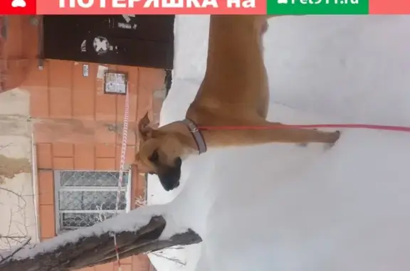 Найден рыжий кастрированный пёс с клеймом в Новосибирске.
