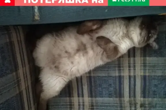 Пропала кошка в коттеджном посёлке Былово, Москва