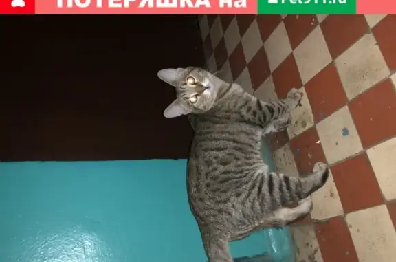 Найден полосатый котик на пр. Ленинского Комсомола, д. 36