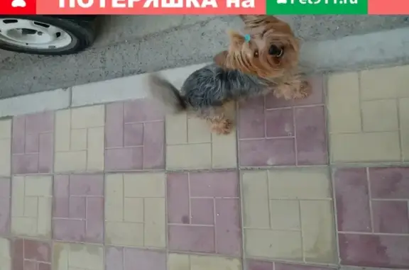 Пропала собака Моника в Анапе, Краснодарский край