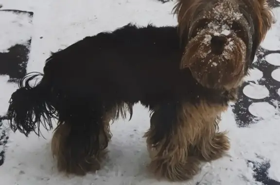 Пропала собака Татошка в Белово, Кемеровская область