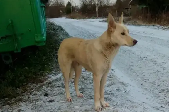 Найдена собака в садовом товариществе Зайцево, Гатчинский район