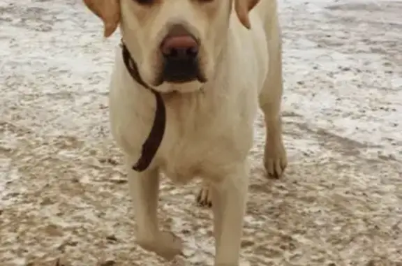 Найдена собака на ул. Бетанкура в Петрозаводске