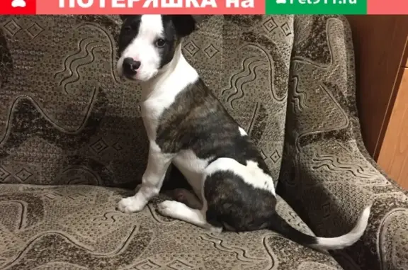 Собака в розовой кофточке найдена в Светловодске, Украина