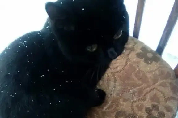 Найдена чёрная кошка в районе бора Малоборовой и Высокой