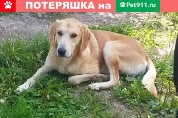 Пропала собака в Рузском районе, рыжий кобель русской гончей.