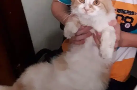 Кошки потеряшки, Майкоп, фото: Потеряшка кошка в Майкопе, район Восход