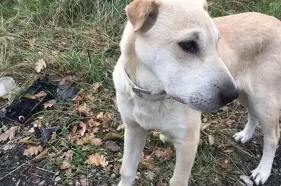 Найдена собака в Новороссийске, в 