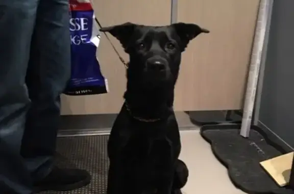 Найдена ручная собака на Авиационной улице