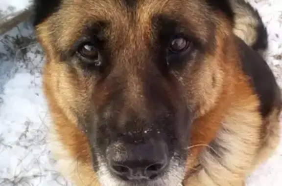 Найден пес на Малой Земле в Оренбурге