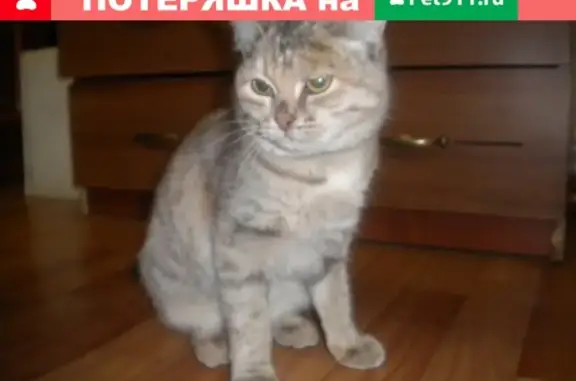 Найдена кошка в Воткинске на ул. М.Горького