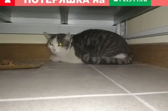 Найден кот возле дома техники в Кирове