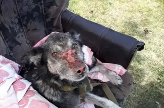 Пропала собака в Кинели, Самарская область