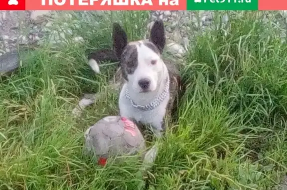 Пропала собака в Кызыле, Республика Тыва