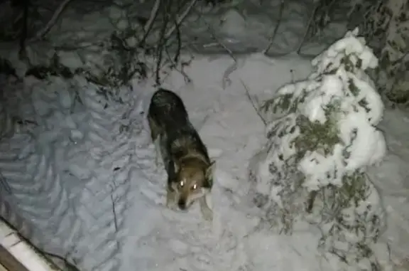 Пропала собака в Омутнинске, ищем!