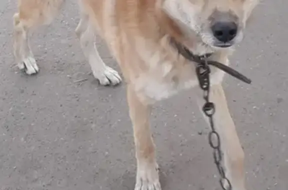 Найдена собака в Чите, район ЦРММ!