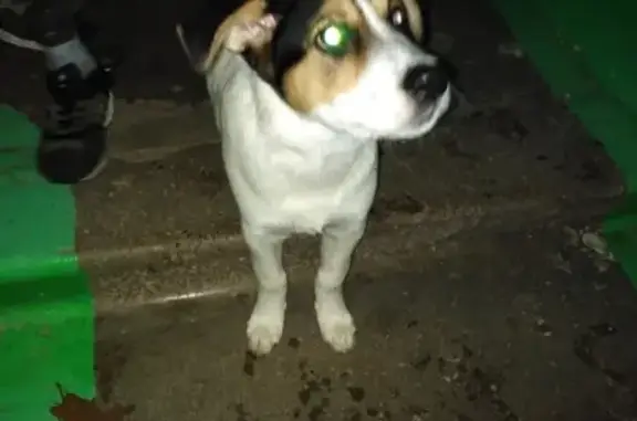 Найдена собака около магазина 