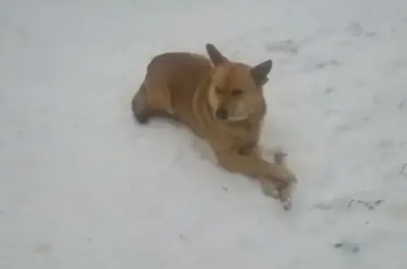 Найдена собака в Дегтярске