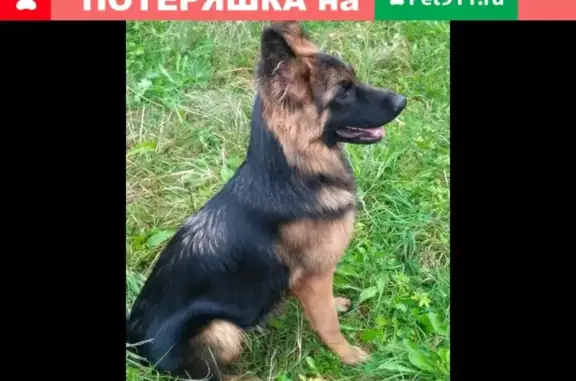 Пропала собака в СНТ Восход-7, Синявино, Ленобласть