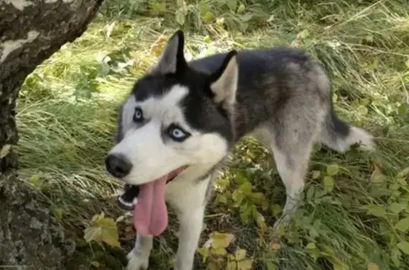 Пропала собака хаски Север в Красноярске