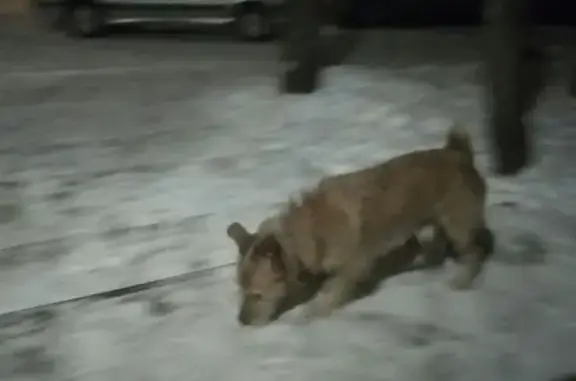 Найдена собака возле ипподрома в Кирове
