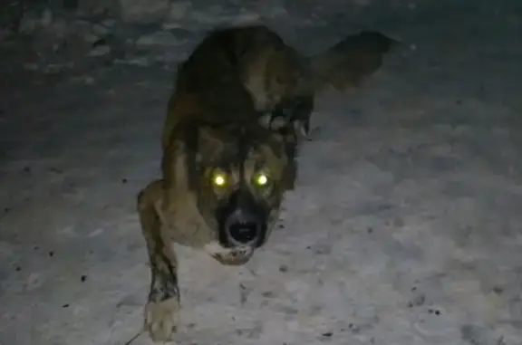 Найдена собака на ул. Кадыкова в Чебоксарах