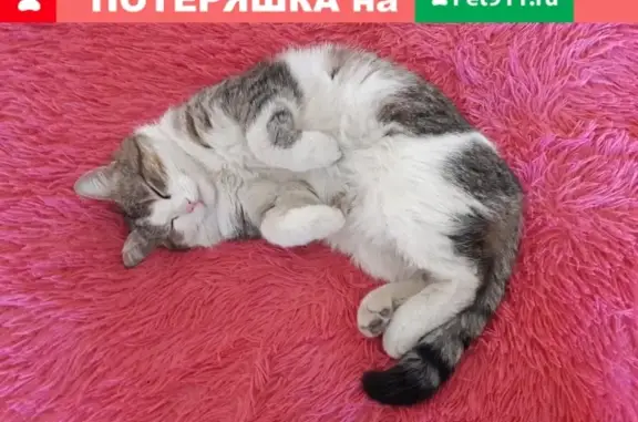 Пропала кошка Вася в Валуйках, Белгородская область