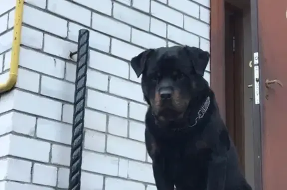 Пропала собака на улице Актанышская