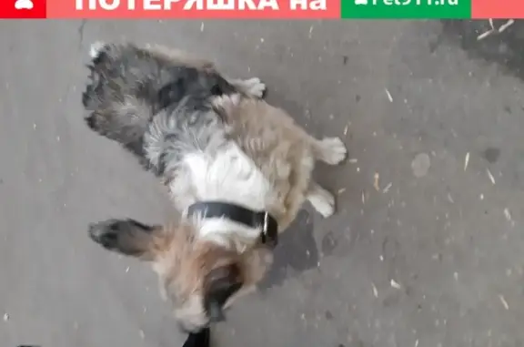 Собака ищет хозяина возле магазина Оливка на Красностуденческом проезде, Москва