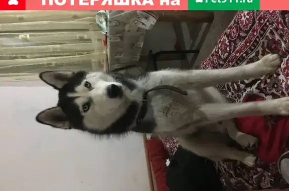 Пропала собака в районе ОЗАТЭ, Владикавказ.
