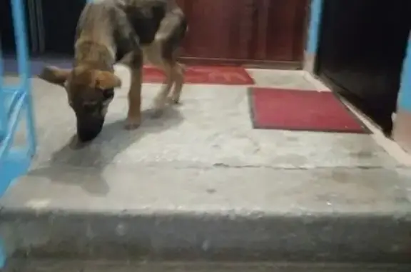 Собака найдена на ул. Котовского, 33 в Новосибирске