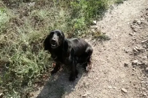 Пропала собака с белым пятном в Ферзиково, Калужская обл.