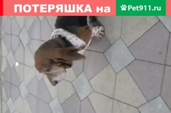 Собака у КубГУ в Краснодаре.