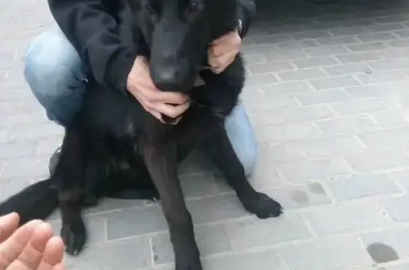 Собака найдена в Ворошиловском р-не, Волгоград.