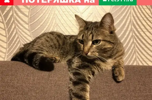 Пропала кошка в Сыктывкаре на ул. Красных партизан