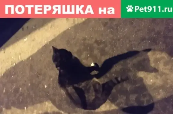Найдена кошка на ул. Перекопской, Москва!