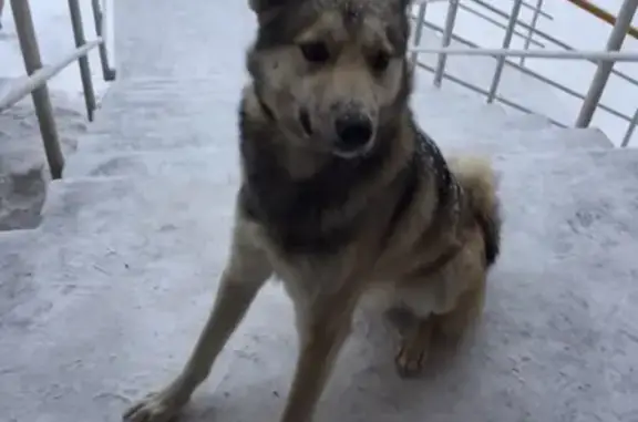 Пропал пёс Алтай в Салехарде, нужна помощь!