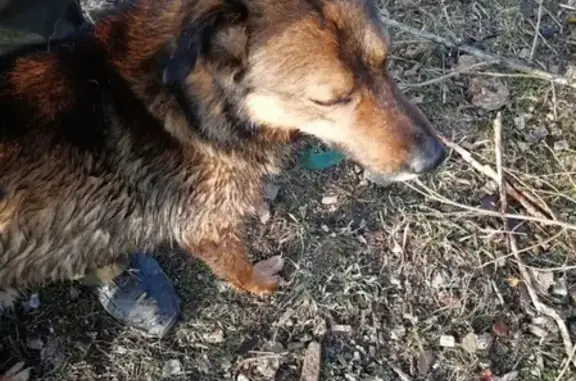 Пропала собака Букет в р-не Бобрового лога, Красноярск.