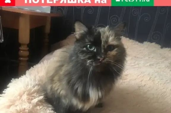 Найдена стерильная кошка в Воткинске