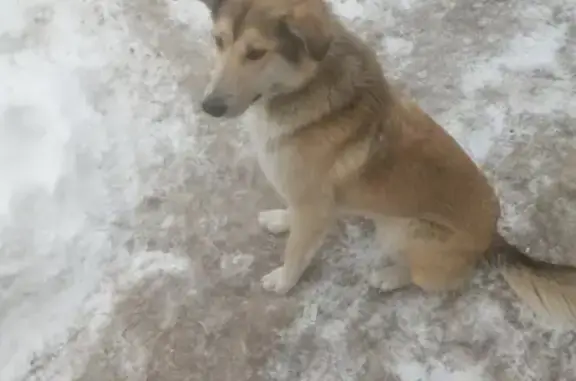 Найдена собака в Новоильинском районе Кемеровской области.
