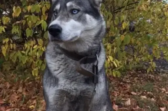 Пропала собака в Калуге, район Малинники, хаска Альма с голубыми глазами и коричневым ошейником.