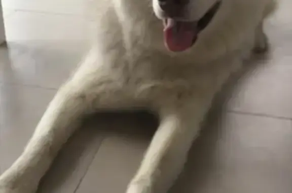 Найдена собака в Дубне, ищем хозяина