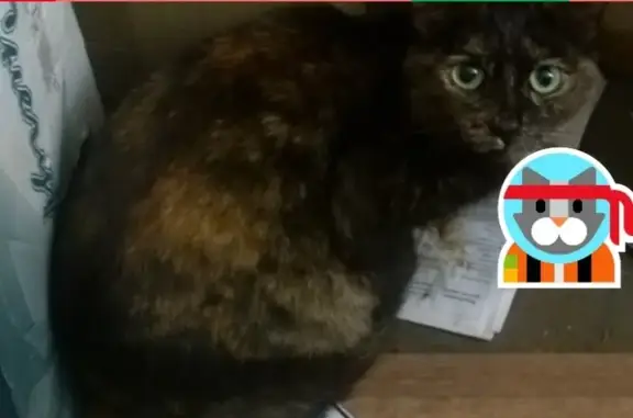 Найдена кошка с сломанной лапкой в Ирбите