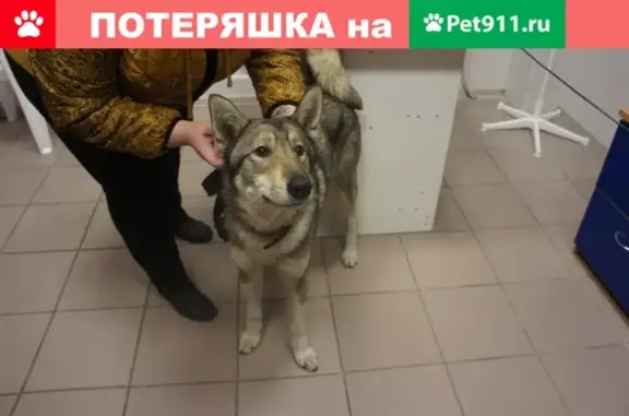 Пропала собака на Спиридонова 36 в Сегеже