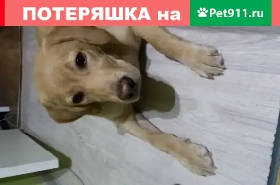 Собака найдена в Дзержинске, Россия