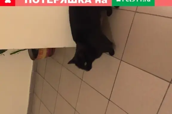 Найдена кошка с ошейником в Калининграде