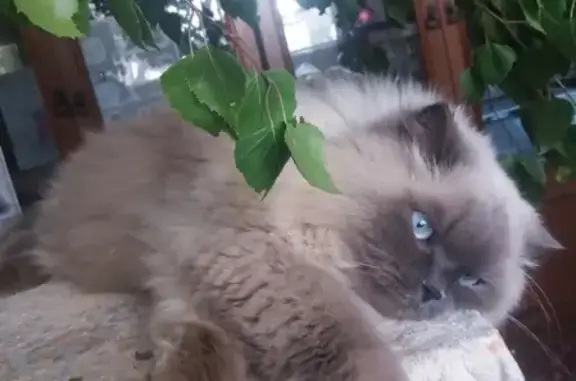 Кошки потеряшки, Измалково, фото: Потеряшка кот Хома в Измалково, Липецкая область