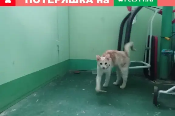 Найден кот в красной шлейке в Иваново